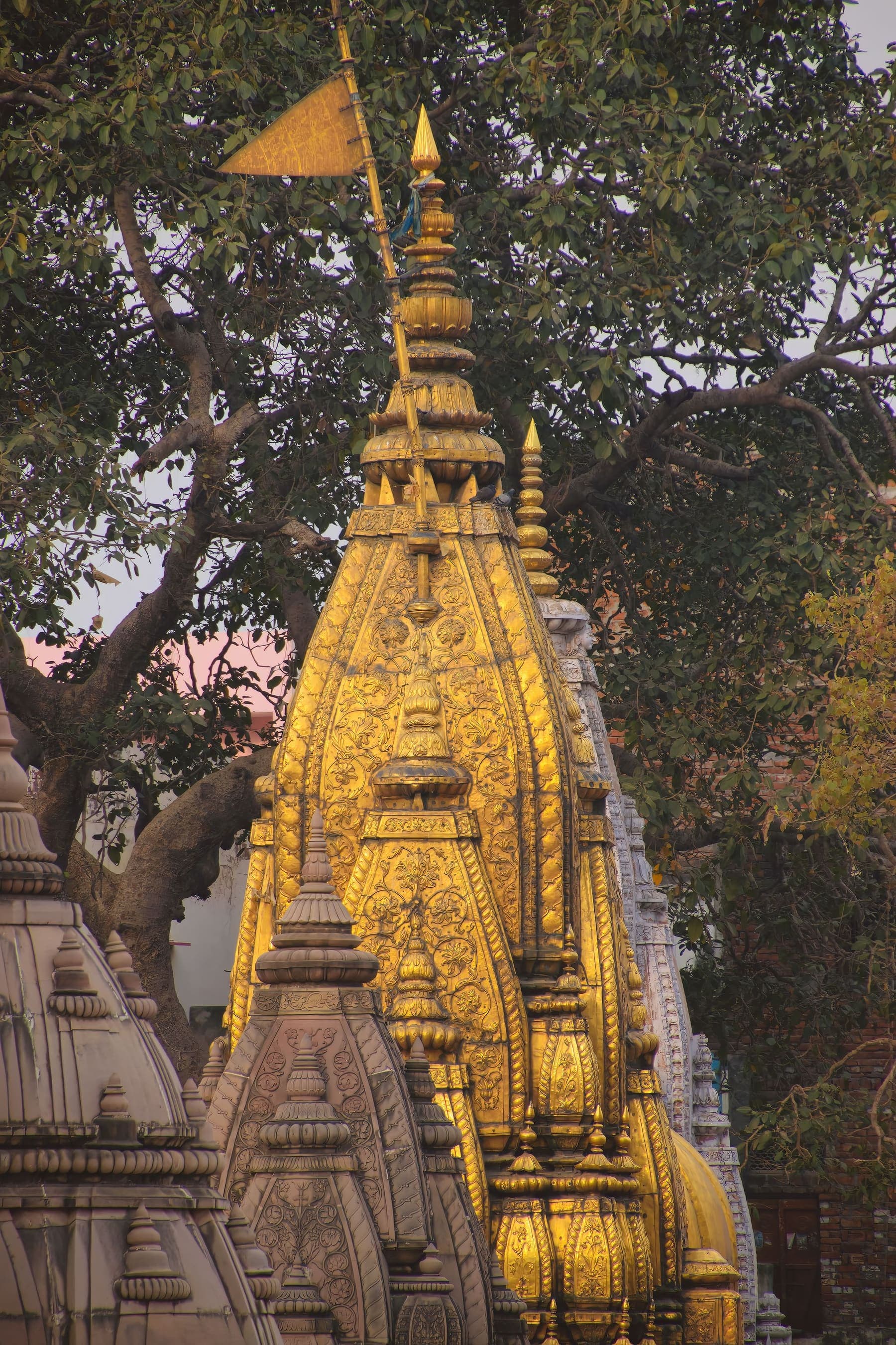 The gold-plated spire of Kashi Vishwanath Temple among trees in Varanasi
